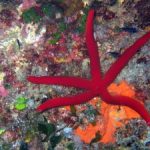 Snorkeling-300x225