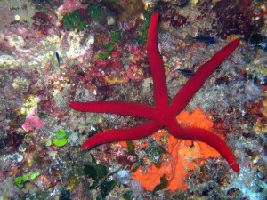 Summer School di Subacquea Scientifica presso l’ECCSEL NatLab-Italy di Panarea